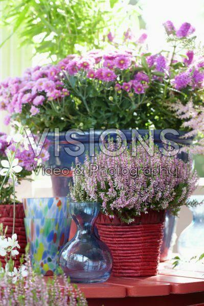 Calluna, Chrysanthemum Calluna, Chrysanthemum