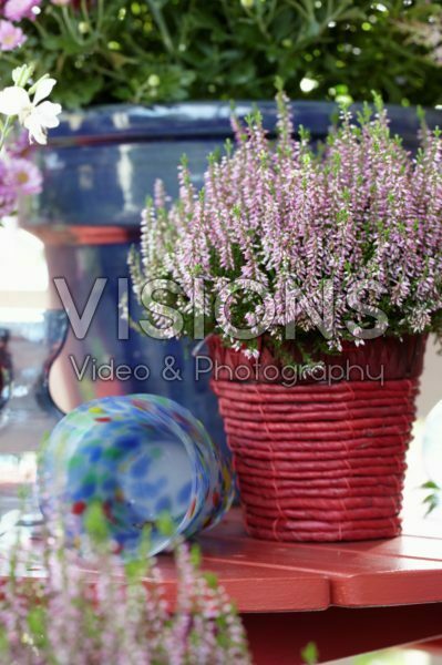 Calluna vulgaris Calluna vulgaris