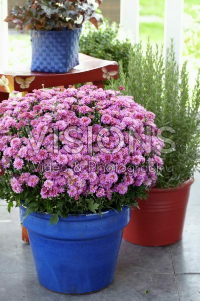 Chrysanthemum Chrysanthemum
