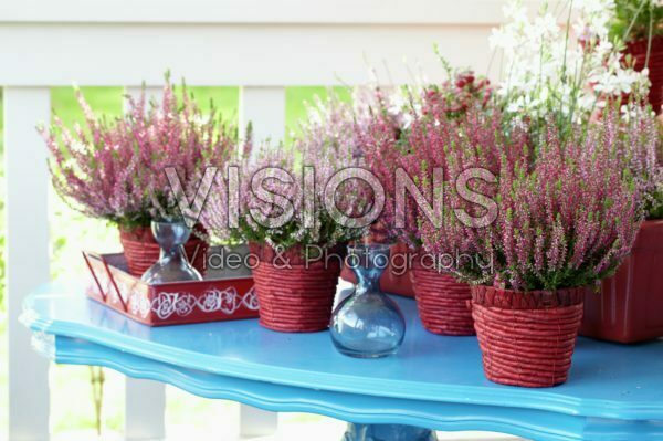 Calluna vulgaris Calluna vulgaris
