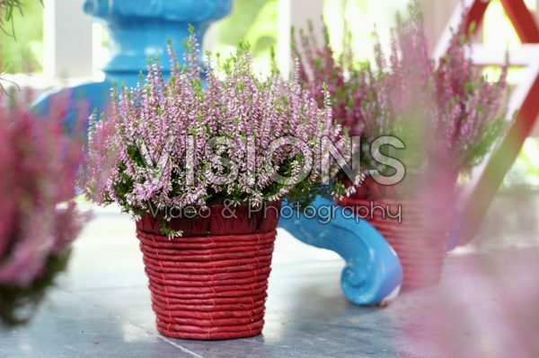Calluna vulgaris Calluna vulgaris