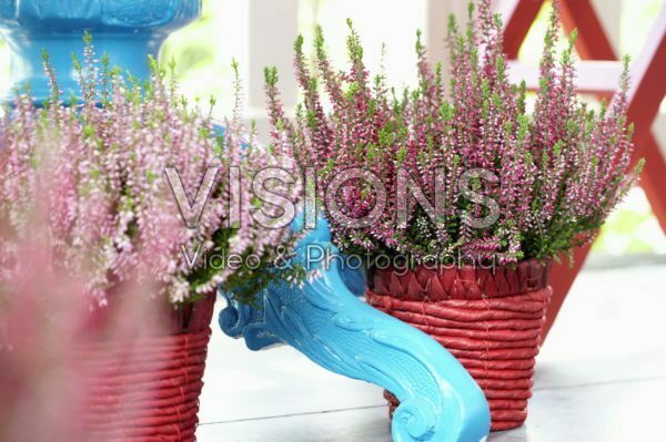 Calluna vulgaris Calluna vulgaris