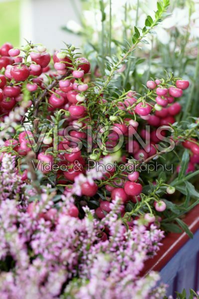 Gaultheria mucronata Gaultheria mucronata