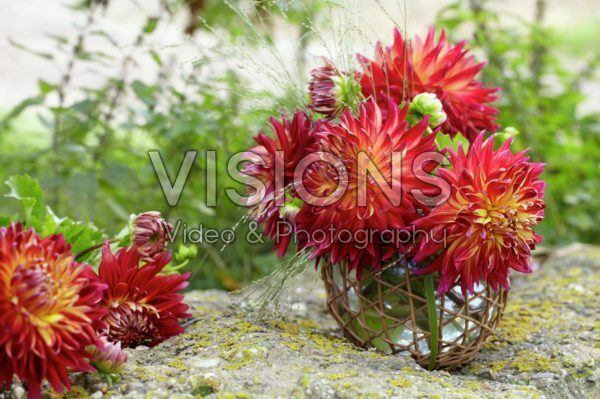 Dahlia bouquet Dahlia bouquet
