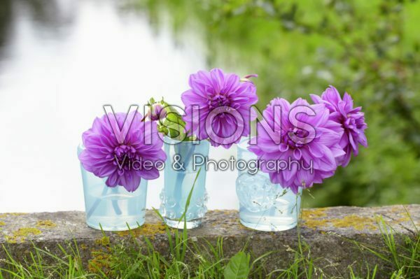 Dahlias in vases Dahlias in vases