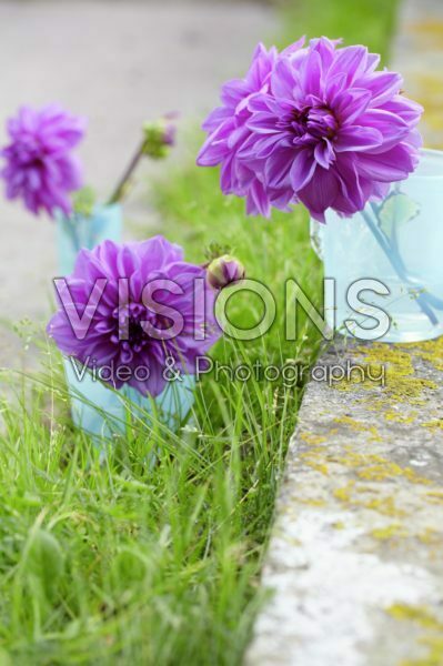 Dahlias in vases Dahlias in vases