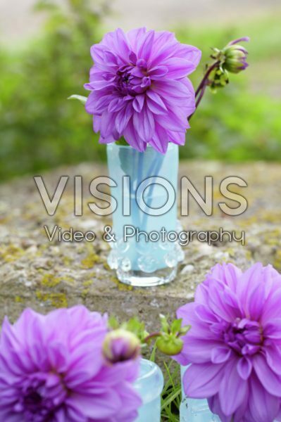 Dahlias in vases Dahlias in vases
