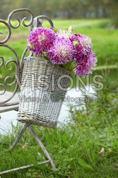 Dahlia bouquet Dahlia bouquet