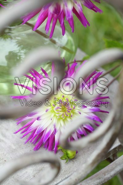 Dahlia Dahlia