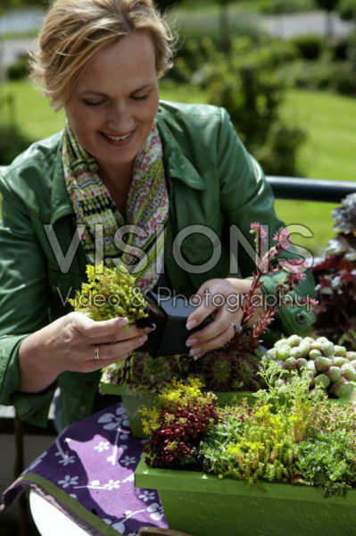 Woman planting succulents Woman planting succulents
