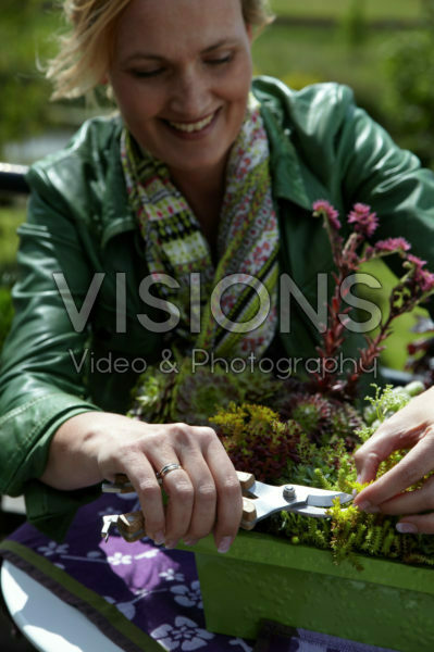 Woman trimming succulents Woman trimming succulents