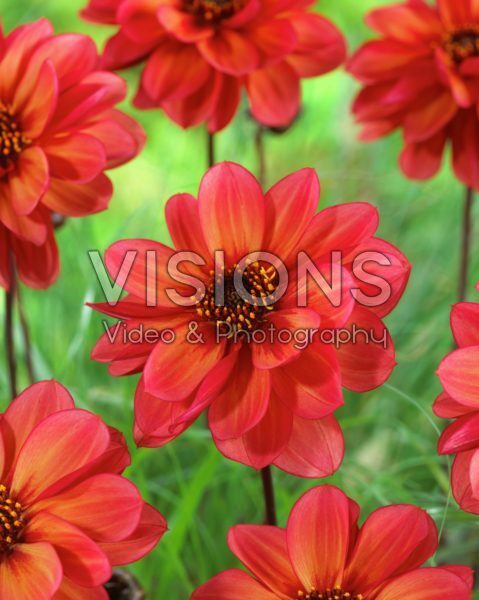 Dahlia Sweet Tico Dahlia Sweet Tico