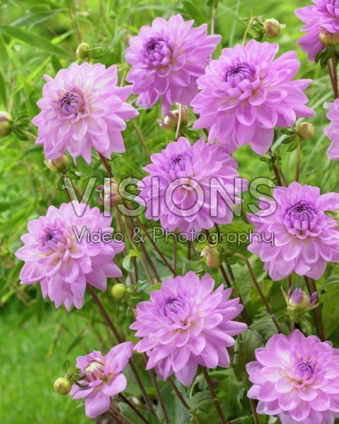 Dahlia Ocean Bird ® Dahlia Ocean Bird ®