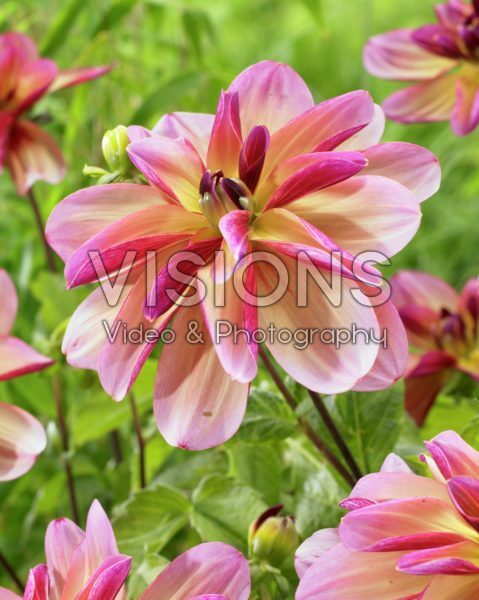 Dahlia Dark Butterfly Dahlia Dark Butterfly