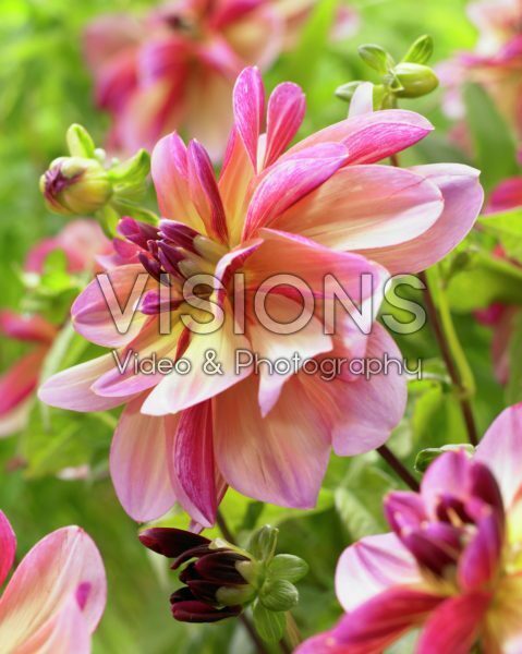 Dahlia Dark Butterfly Dahlia Dark Butterfly