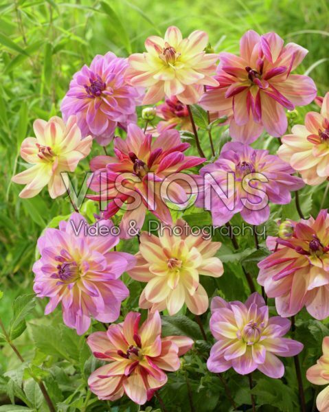 Dahlia Butterfly mix Dahlia Butterfly mix