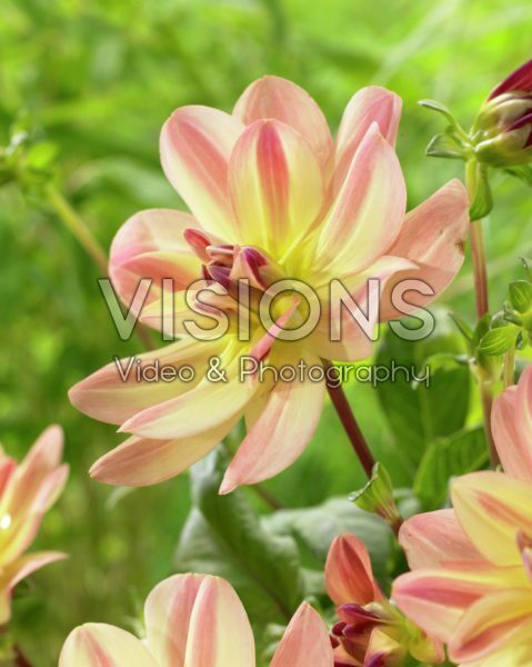 Dahlia Happy Butterfly Dahlia Happy Butterfly