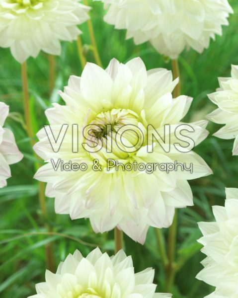 Dahlia LV 45 Dahlia LV 45