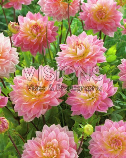 Dahlia Sweet Sugar Dahlia Sweet Sugar