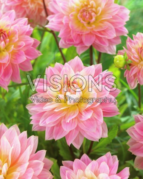 Dahlia Sweet Sugar Dahlia Sweet Sugar