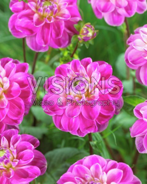 Dahlia LV 47 Dahlia LV 47