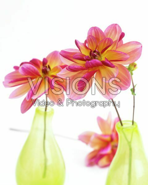 Dahlia Dark Butterfly Dahlia Dark Butterfly