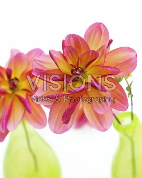 Dahlia Dark Butterfly Dahlia Dark Butterfly