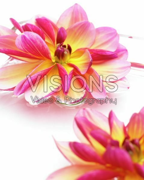 Dahlia Dark Butterfly Dahlia Dark Butterfly