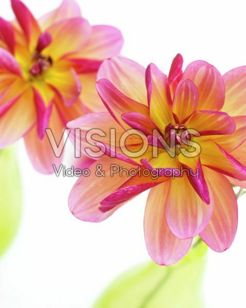 Dahlia Dark Butterfly Dahlia Dark Butterfly