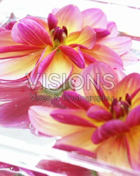 Dahlia Dark Butterfly Dahlia Dark Butterfly
