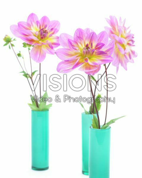 Dahlia Pink Butterfly Dahlia Pink Butterfly