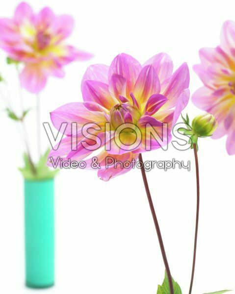 Dahlia Pink Butterfly Dahlia Pink Butterfly