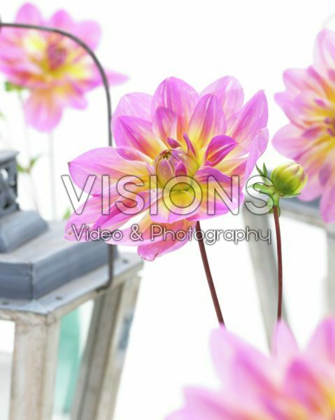 Dahlia Pink Butterfly Dahlia Pink Butterfly
