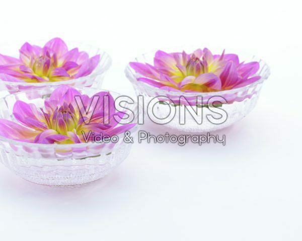 Dahlia Pink Butterfly Dahlia Pink Butterfly