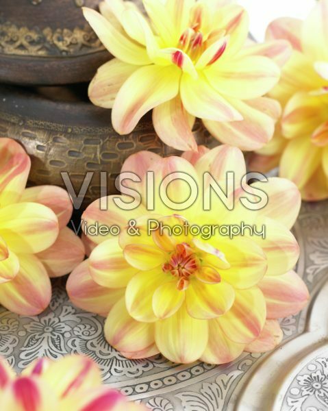 Dahlia Happy Butterfly Dahlia Happy Butterfly
