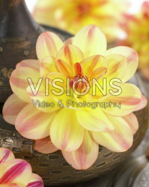 Dahlia Happy Butterfly Dahlia Happy Butterfly
