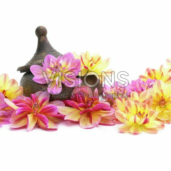 Dahlia Butterfly mix Dahlia Butterfly mix