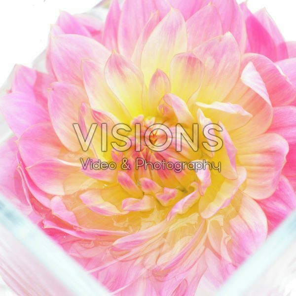 Dahlia Sweet Sugar Dahlia Sweet Sugar