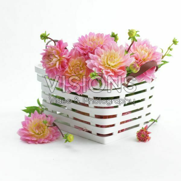Dahlia Sweet Sugar Dahlia Sweet Sugar