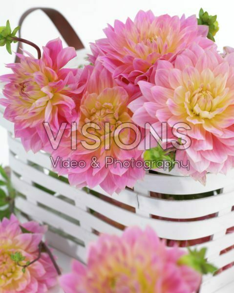 Dahlia Sweet Sugar Dahlia Sweet Sugar