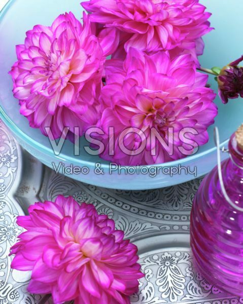 Dahlia Shanty Dahlia Shanty
