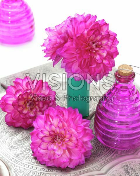 Dahlia Shanty Dahlia Shanty