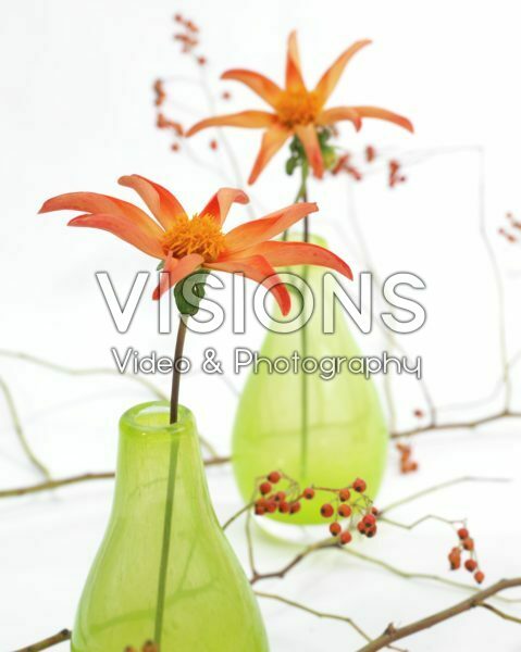 Dahlia Honka Orange Dahlia Honka Orange