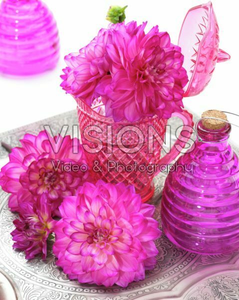 Dahlia Shanty Dahlia Shanty