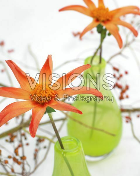 Dahlia Honka Orange Dahlia Honka Orange