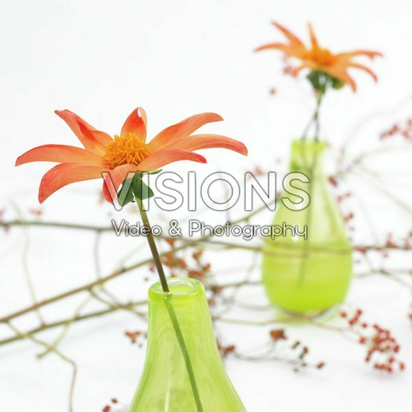 Dahlia Honka Orange Dahlia Honka Orange