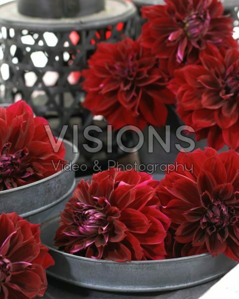 Dahlia Dark Fubuki Dahlia Dark Fubuki