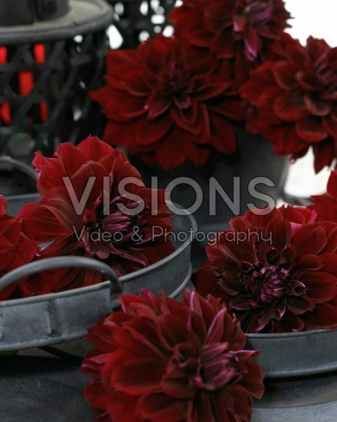 Dahlia Dark Fubuki Dahlia Dark Fubuki