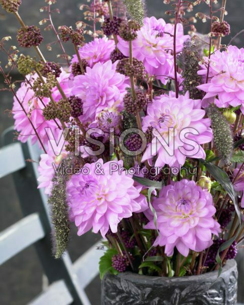 Dahlia Ocean Bird ® Dahlia Ocean Bird ®