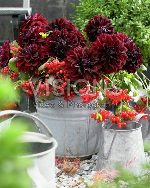 Dahlia Dark Fubuki Dahlia Dark Fubuki